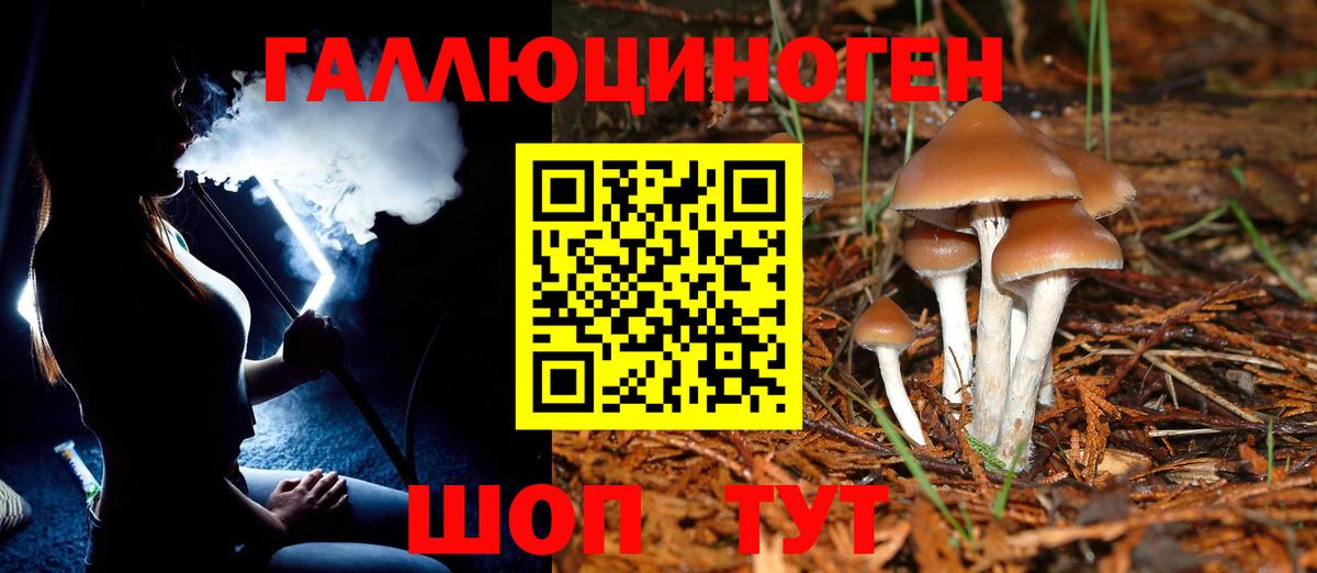 Псилоцибиновые грибы Psilocybine cubensis Новоуральск